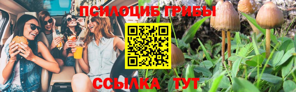 Псилоцибиновые грибы Psilocybe Нефтекумск