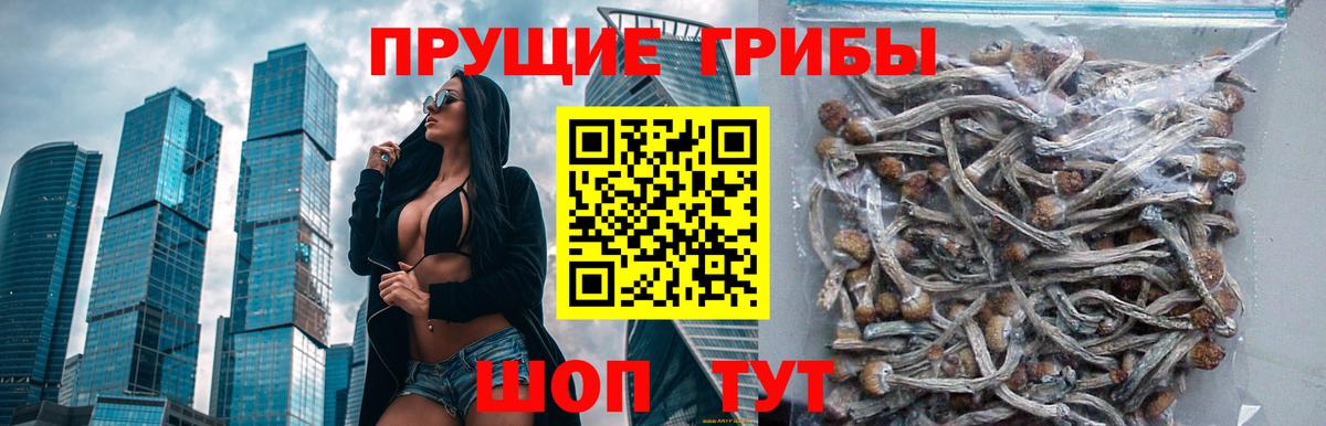 наркотики  Псилоцибиновые грибы Psilocybe  Псилоцибиновые грибы Cubensis  Вход с VPN  Нефтекумск 